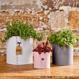 Medium 'Airlie' Pot (Rose or Grey)