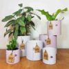 Medium 'Airlie' Pot (Rose or Grey)